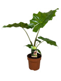 Alocasia Portodora