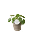 Pilea Peperomioides Terracotta Grijs