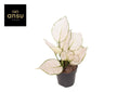 Aglaonema White Joy Small