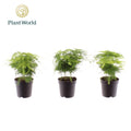 Asparagus Set Plumosus