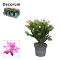 Schlumb Roze 30 Knop