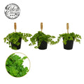 Pilea Depressa