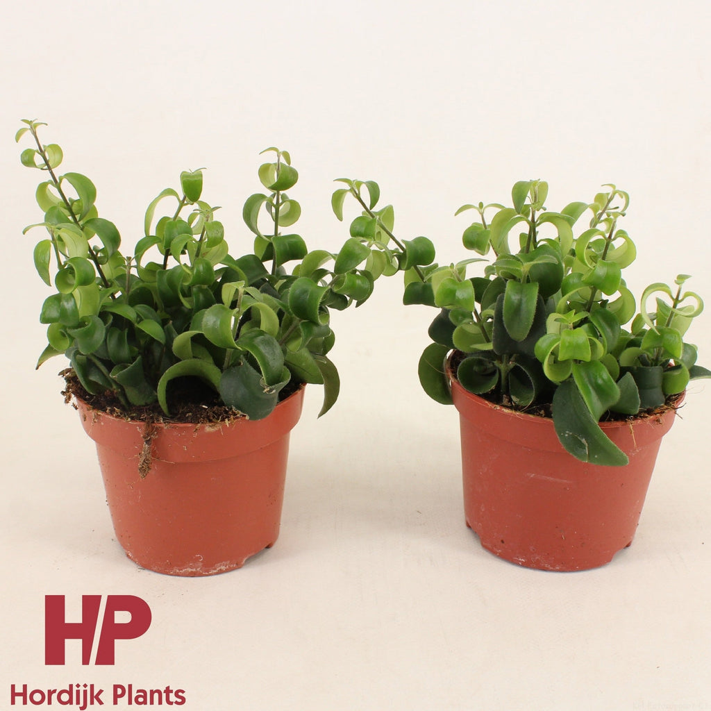 Aeschynanthus Bluster