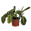 Maranta Leuconeura Fascinator Tricolor