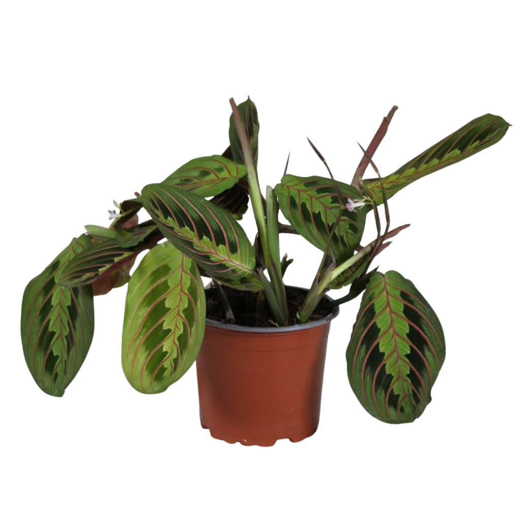Maranta Leuconeura Fascinator Tricolor
