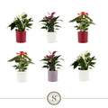Anthurium St Gemengd Keramiek Bari