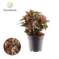 Syngonium Maria Feel Green