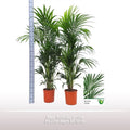 Howea Forsteriana 8pp