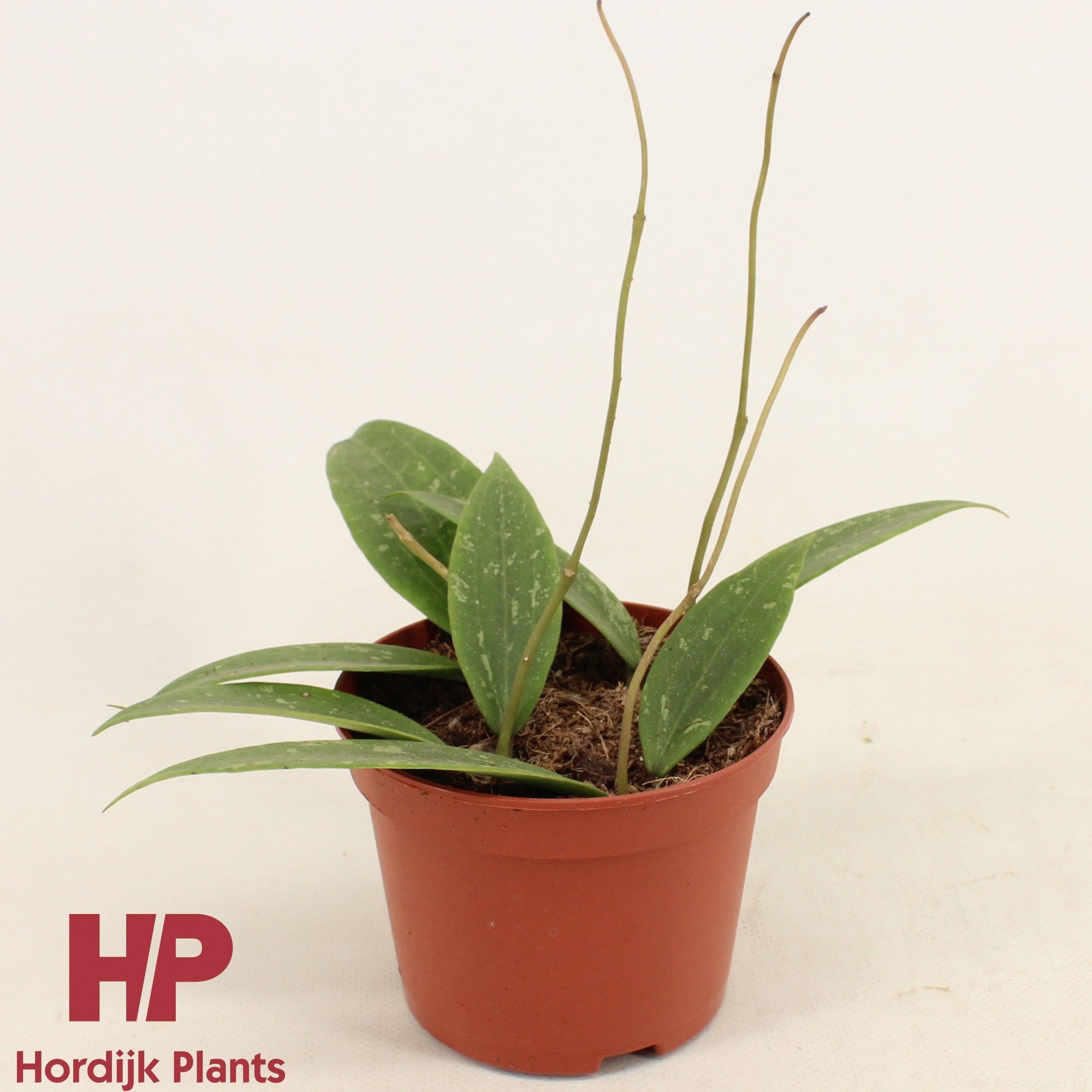 Hoya Sp. Loei