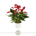 Anthurium St Mille Fleurs Roja