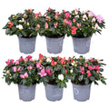 Rhodo Si Gemengd Carnaval