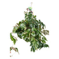 Cissus Ellen Danica