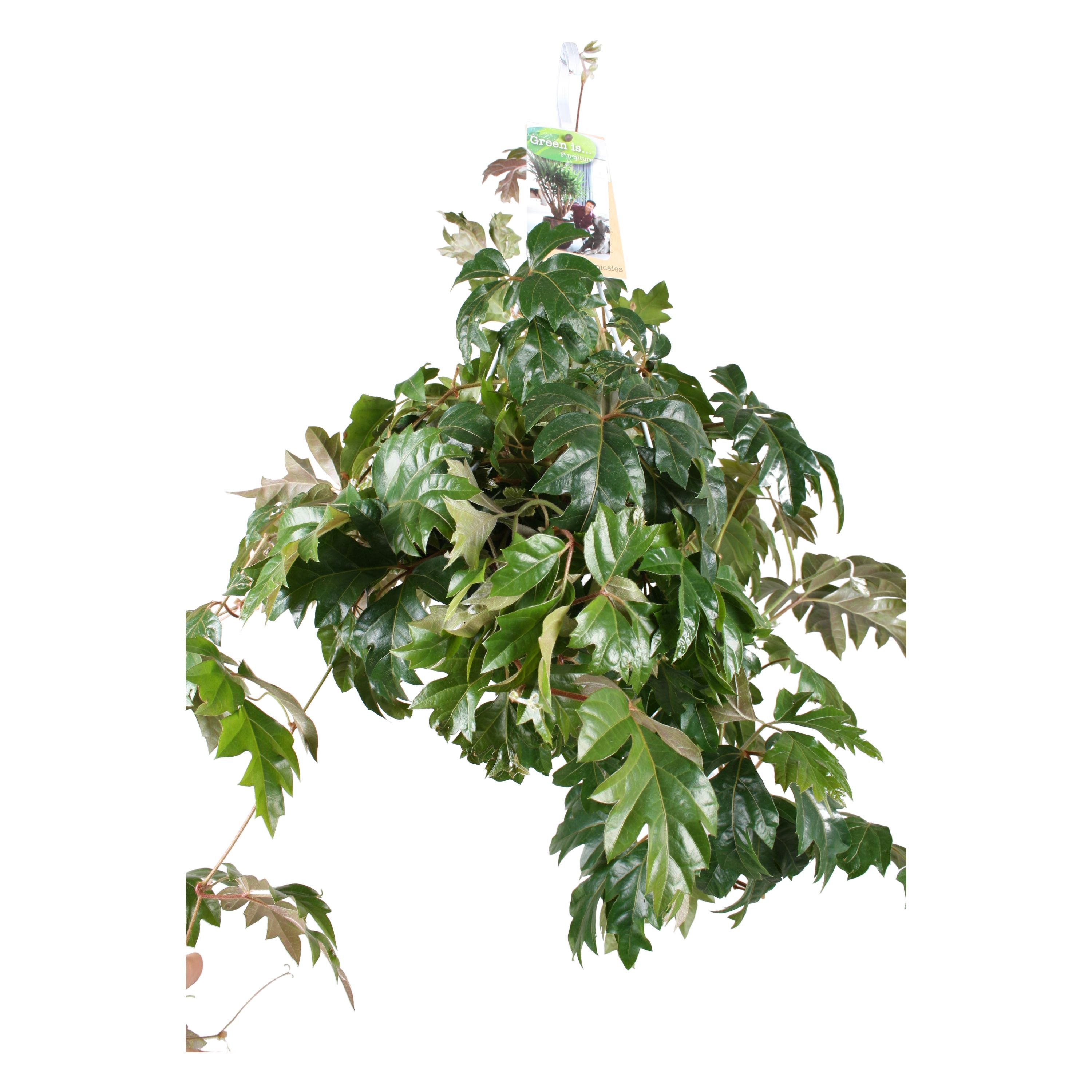 Cissus Ellen Danica