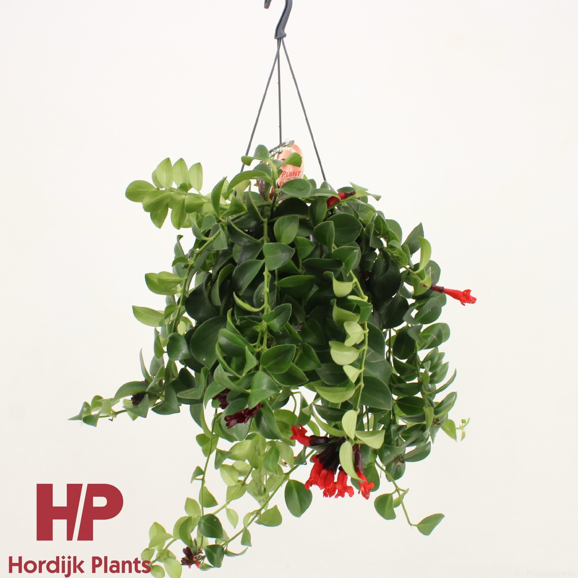 Aeschynanthus Mona Lisa
