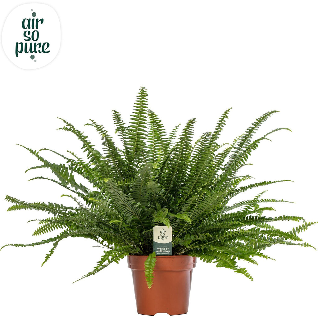 Nephrolepis Green Lady