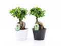 Ficus Mi Ginseng Keramiek Zwart-Wit