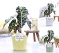 Alocasia Polly Keramiek Fleur
