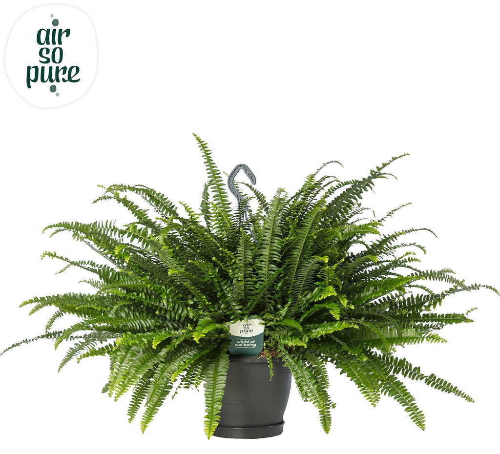 Nephrolepis Green Lady
