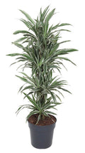 Dra Fr White Stripe Vertakt