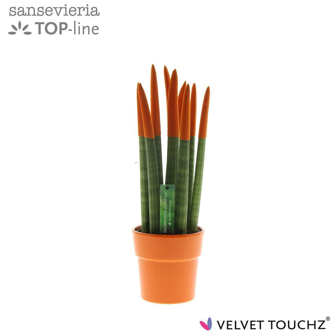 Sans Cyl Velvet Touchz Oranje Keramiek