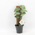 Green Plants Other