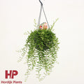 Aeschynanthus Green Star