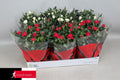 Rose Kordana Rood & Wit