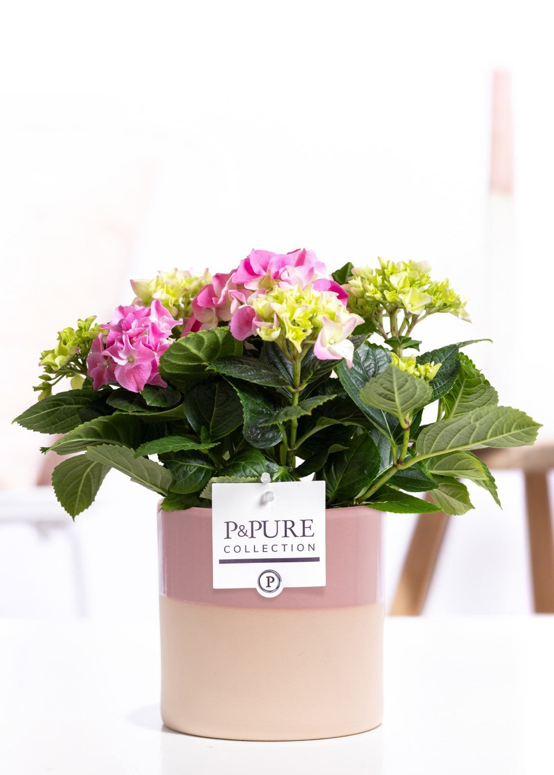 Hydrangea M Early Rosa 2+ Keramiek Tess