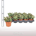 Kalanchoe Tomentosa