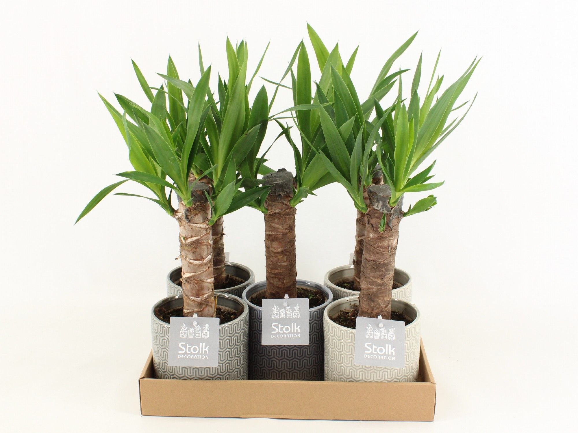 Yucca Keramiek Gaia