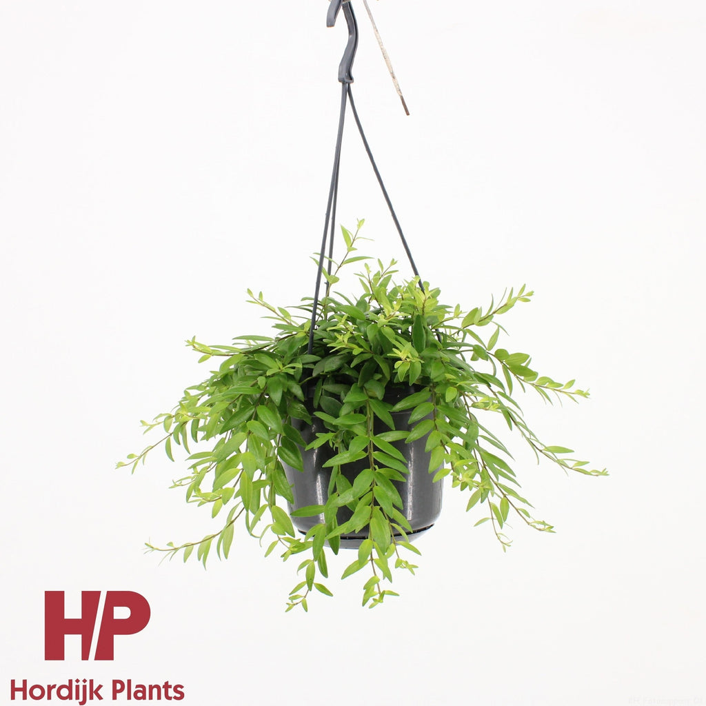Aeschynanthus Japhrolepis