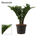 Zamioculcas Zamiifolia Zenzi