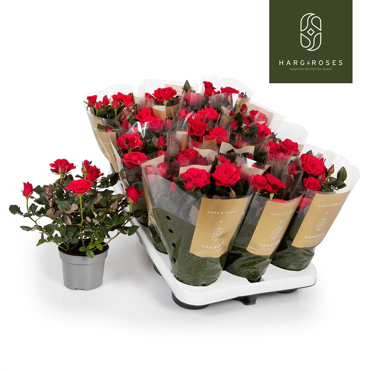 Rose Kordana Grande Red Mercedes