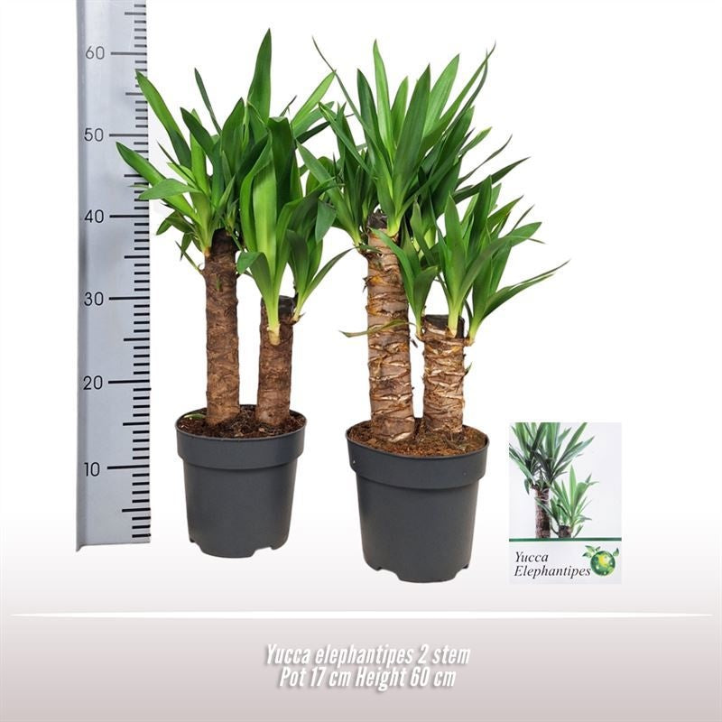 Yucca Elephantipes