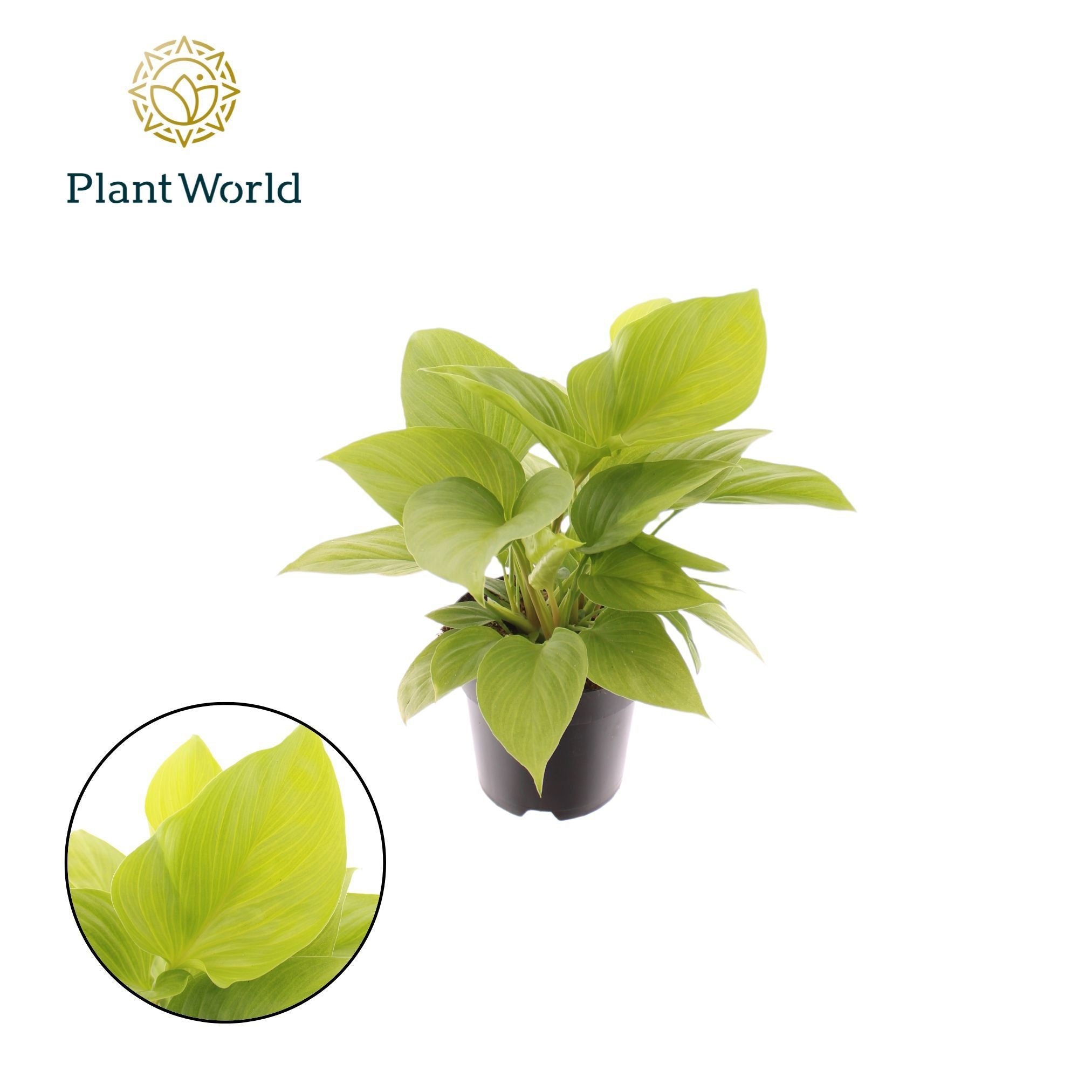 Homalomena Lemon Lime