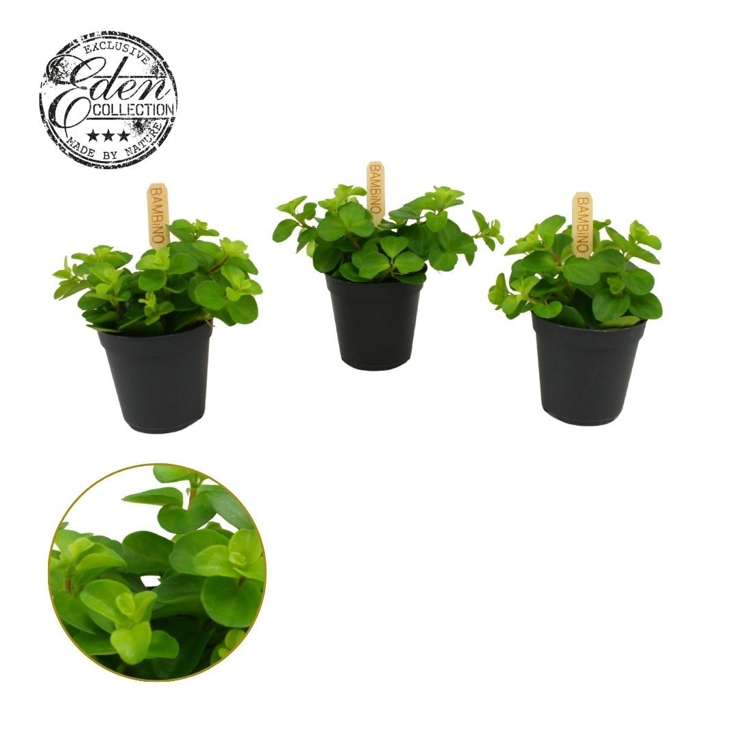 Pep Rotundifolia