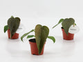 Anthurium Queen Of Heart