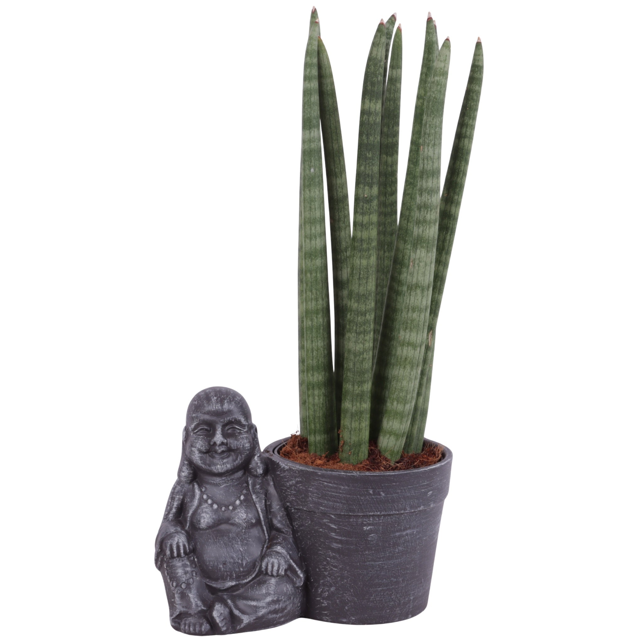 Sans Cyl Straight Keramiek Buddha
