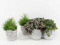 Ov Kamerplanten Gemengd Keramiek Stone Look