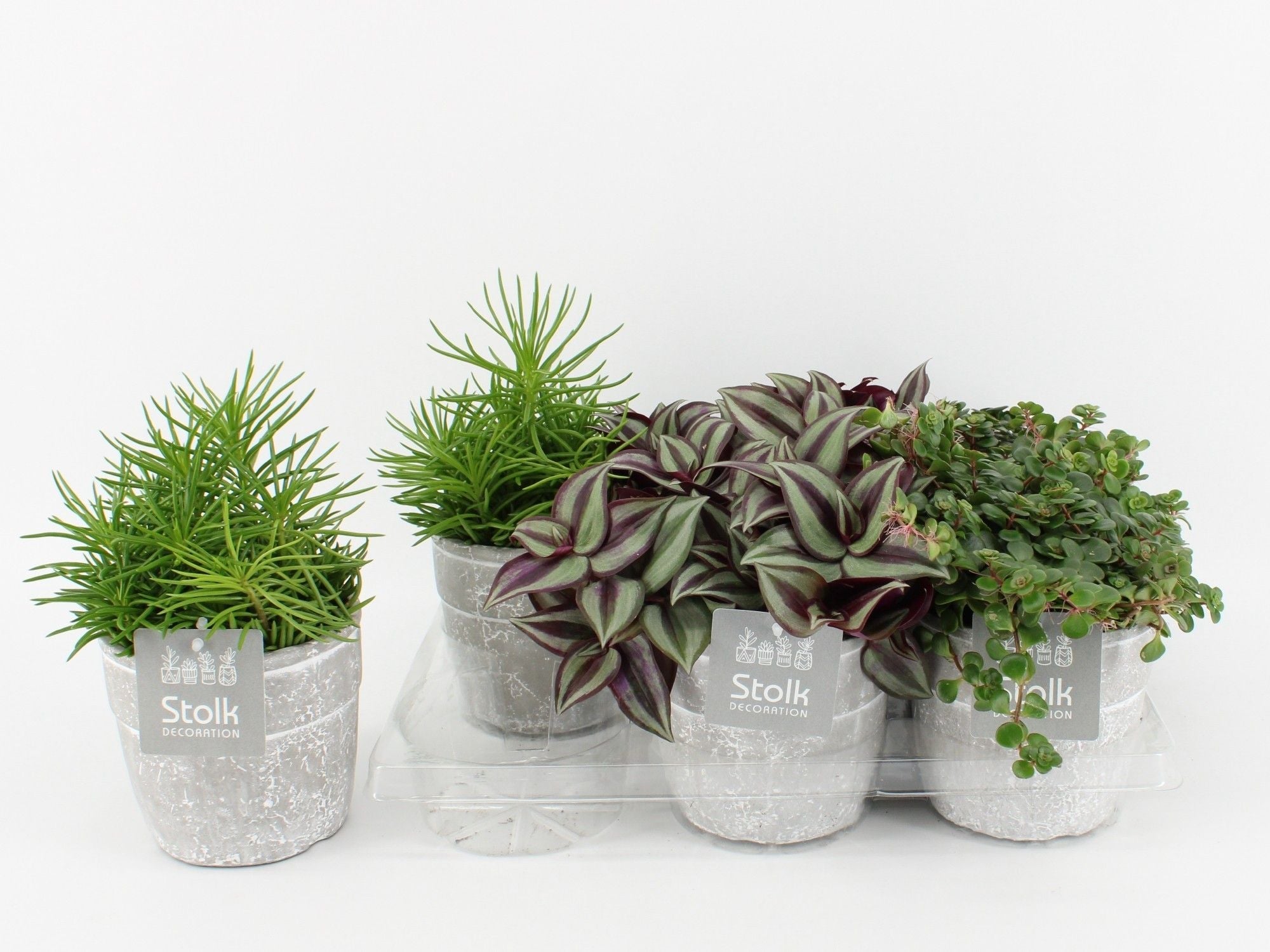 Ov Kamerplanten Gemengd Keramiek Stone Look