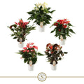 Anthurium St Gemengd 5kl