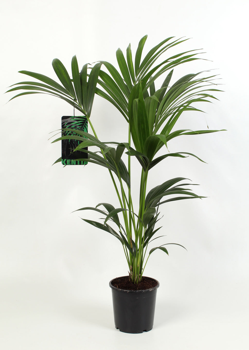Howea Forsteriana 4pp