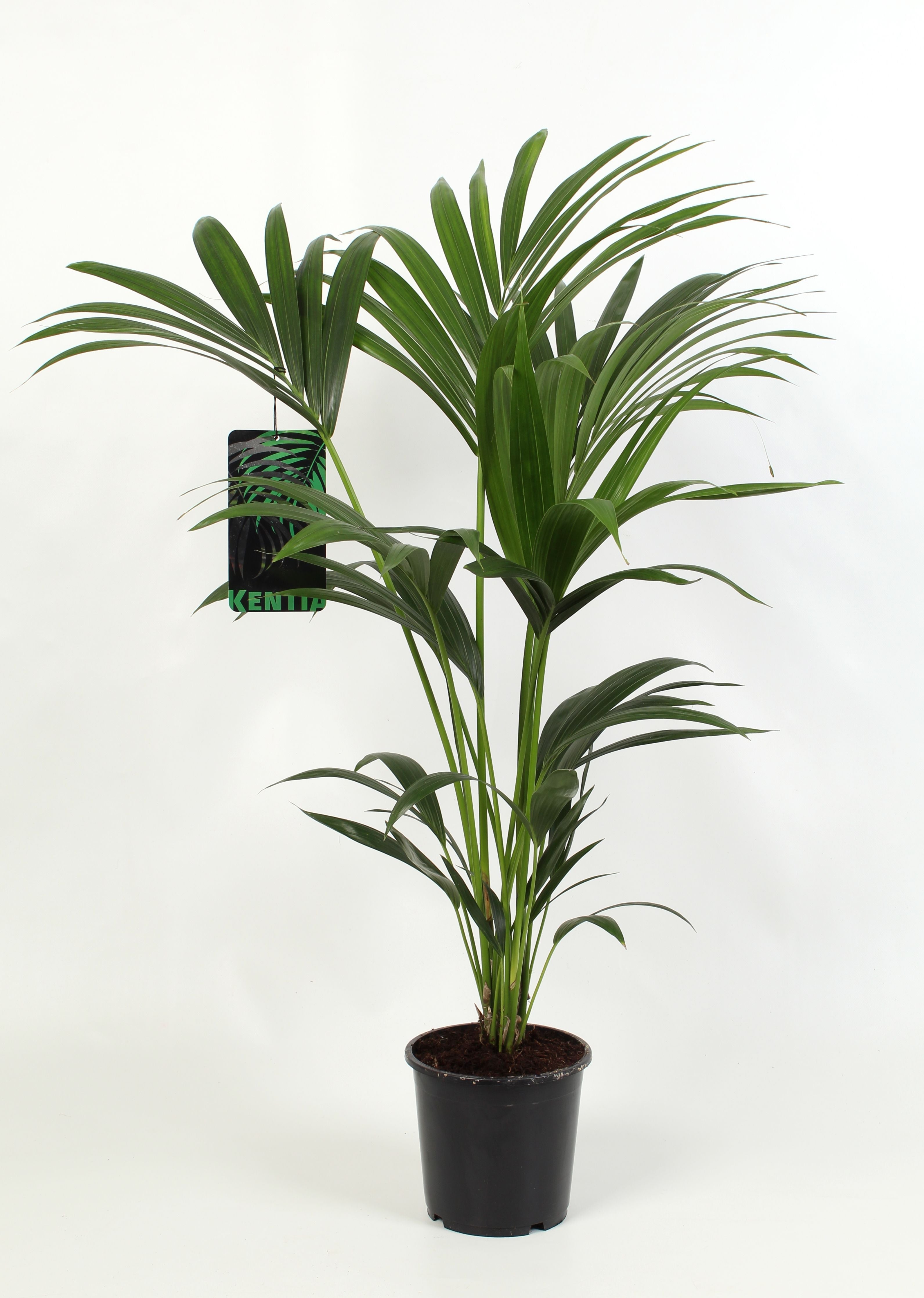 Howea Forsteriana 4pp