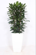 Ficus Cyathistipula Kunstof Piza Wit