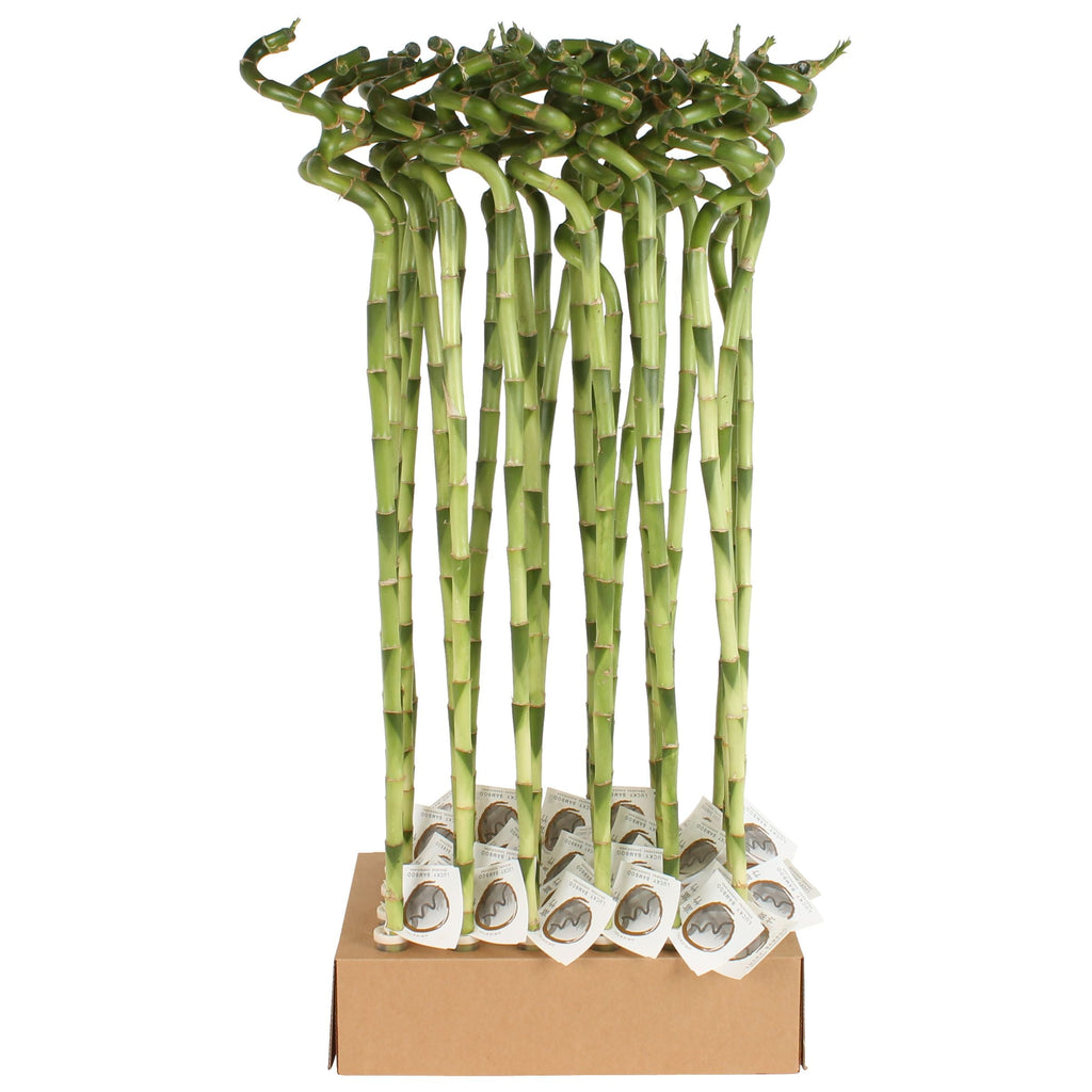 Dra Lucky Bamboo Spiral