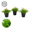 Senecio Ar Himalaya