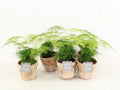 Asparagus Set Plumosus Wood