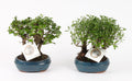 Bonsai (Indoor) Forest Keramiek
