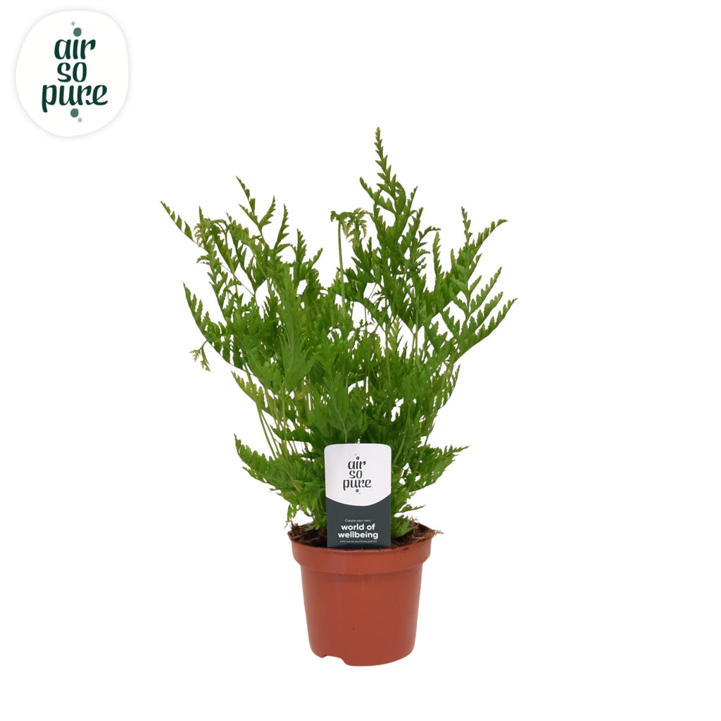 Pteris Straminea
