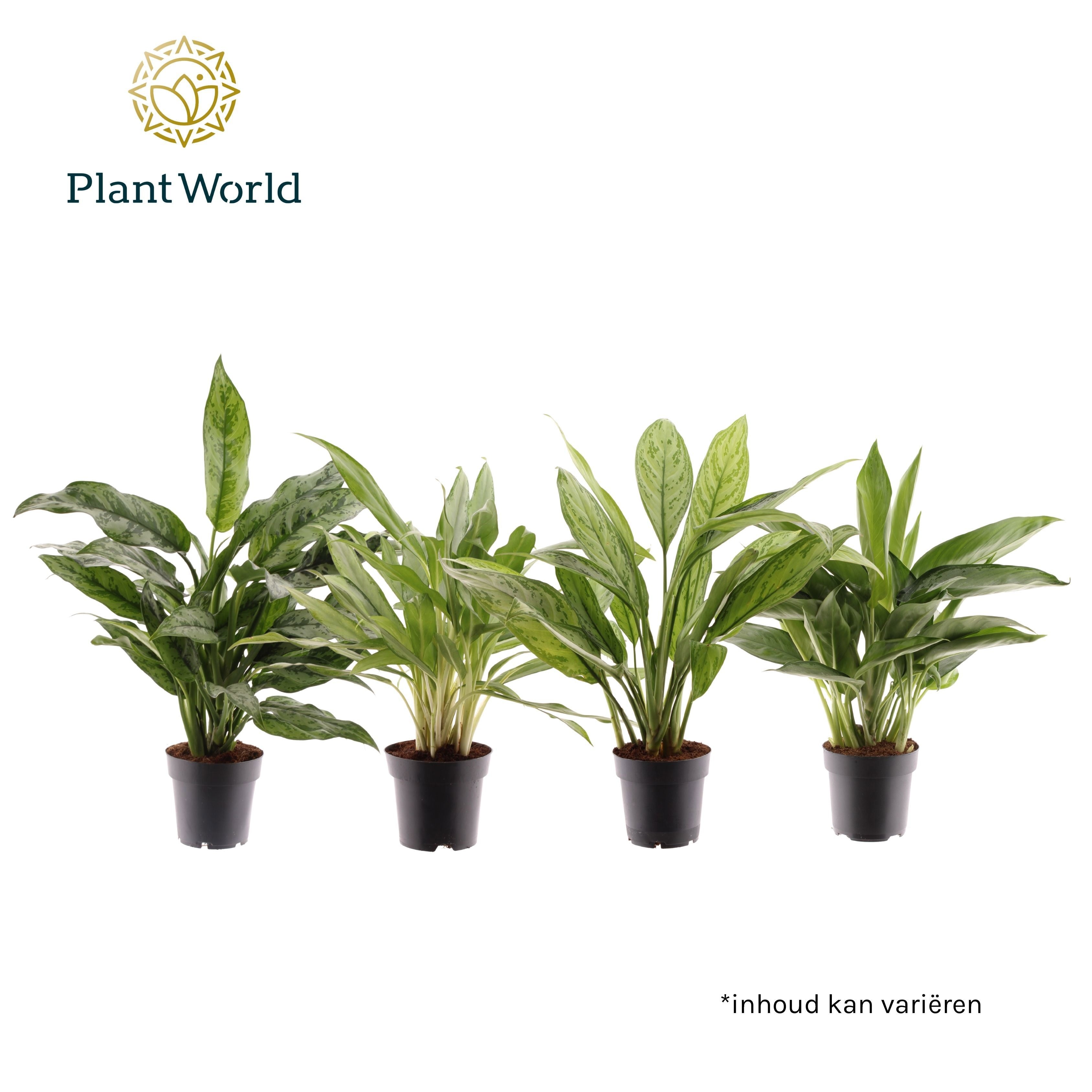 Aglaonema Gemengd